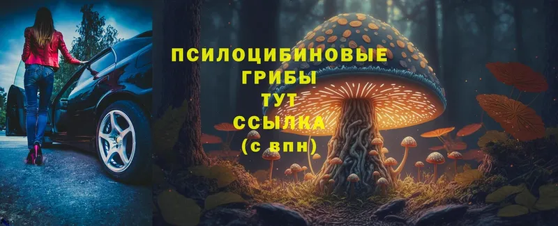 Псилоцибиновые грибы MAGIC MUSHROOMS  даркнет сайт  Александров 